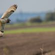 Hibou des marais dans le Marais breton